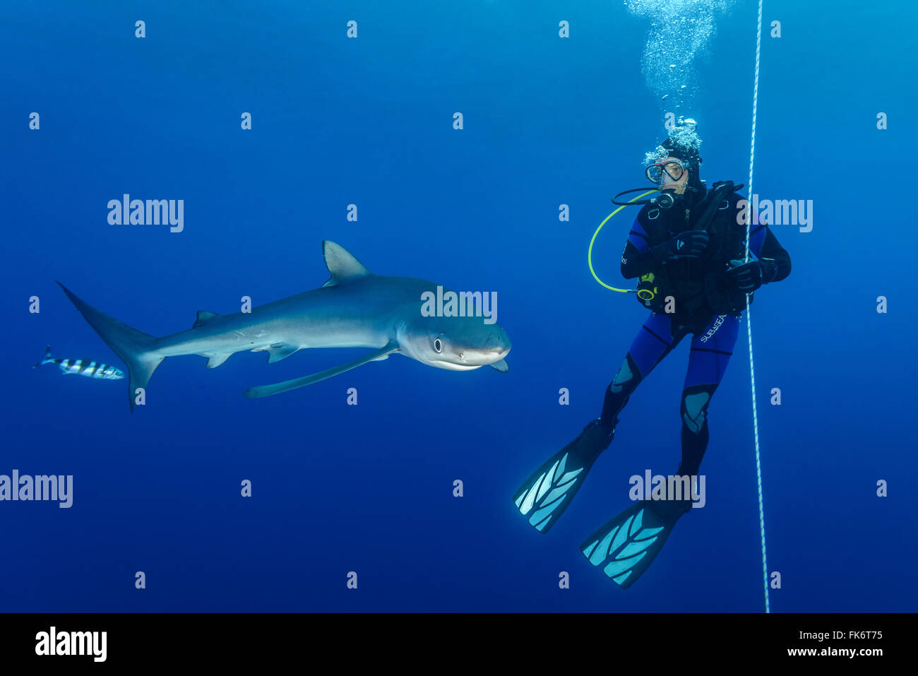 Blue Shark and scuba diver, Prionace glauca, Azores, Portugal, Atlantic Ocean Stock Photo
