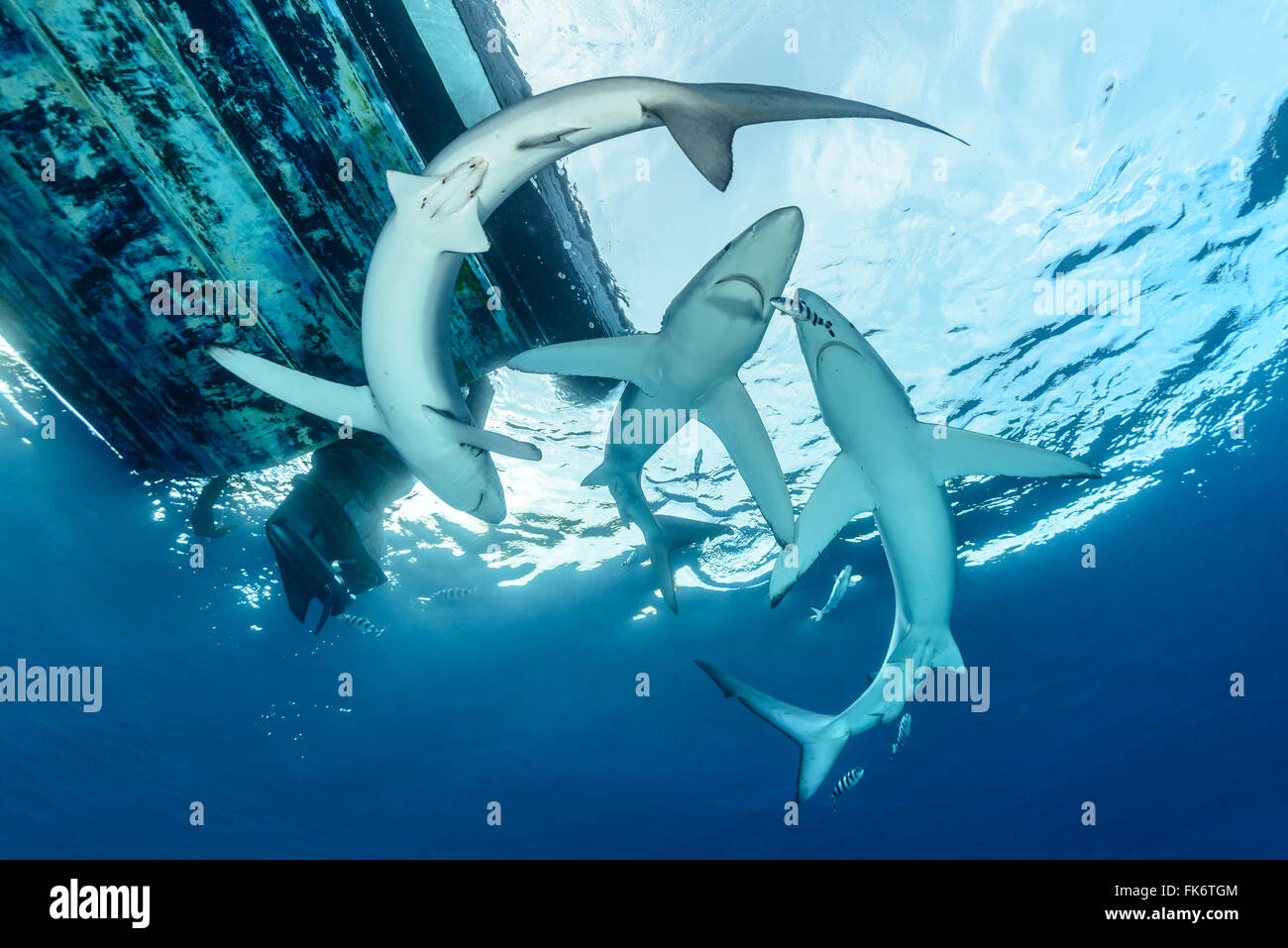 Blue Sharks under the diving Boat, Prionace glauca, Azores, Portugal, Atlantic Ocean Stock Photo