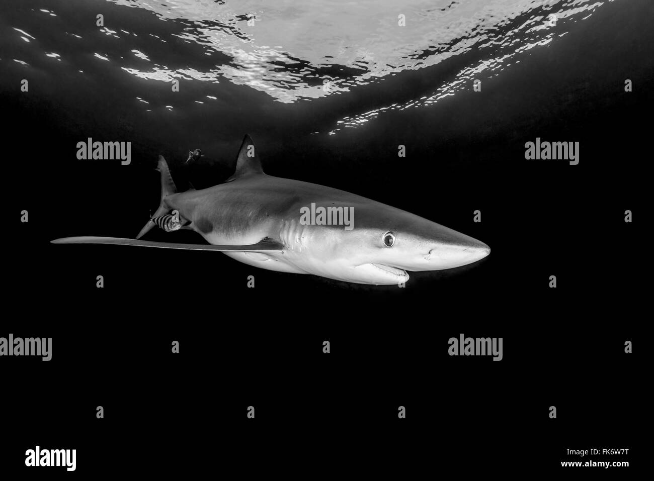 Carcharhinus macki Black and White Stock Photos & Images - Alamy