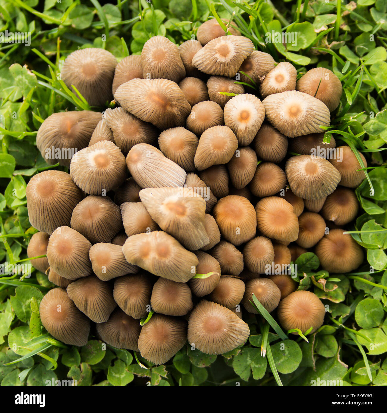 Deep domed brown fungi on grass in striking mass group. Square format framed with green grass and small leaves.  Ariel view looks arty with lmpact . Stock Photo