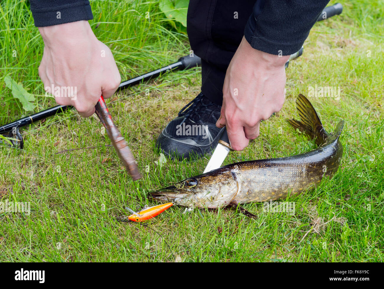 Catch of pike Stock Photo Alamy