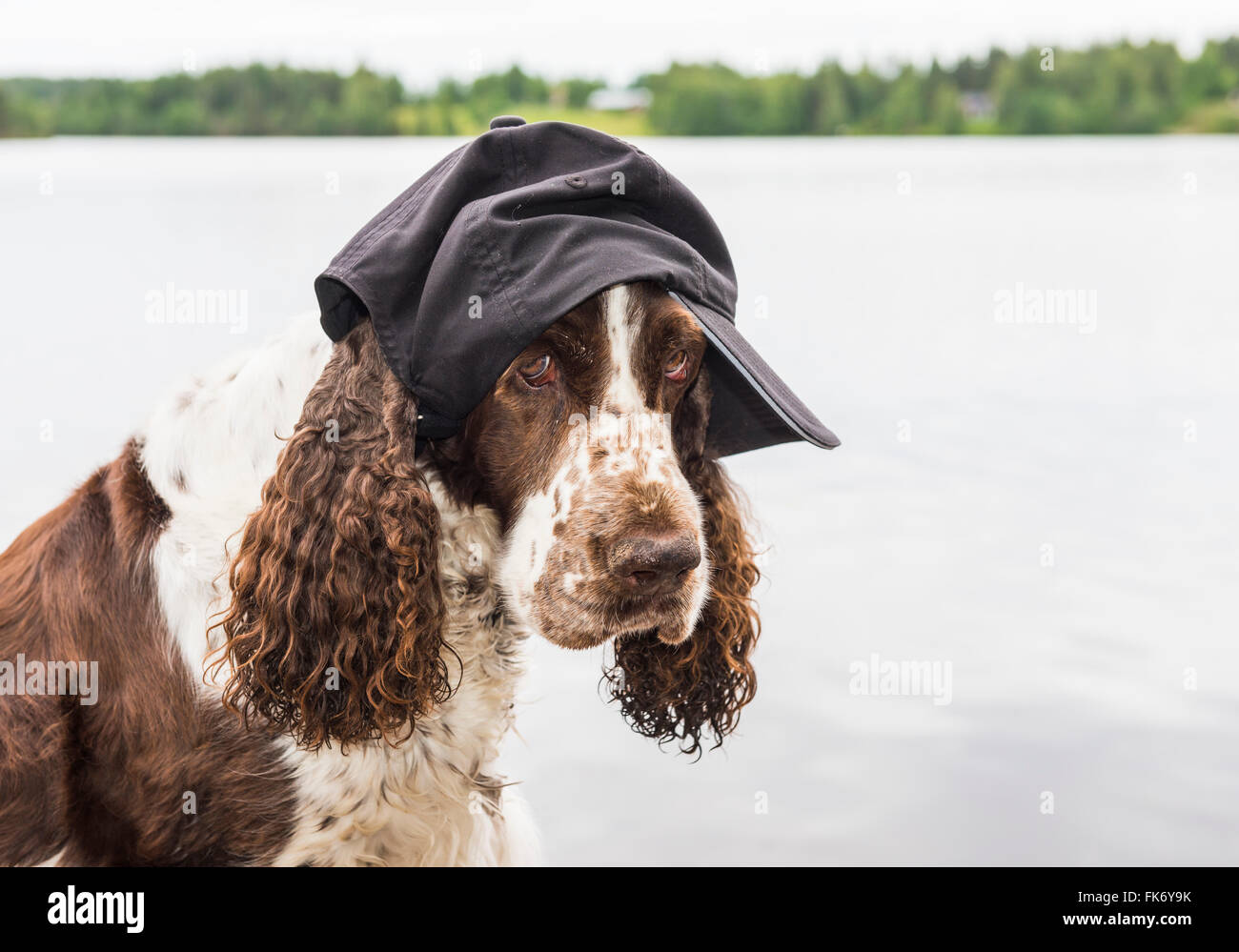 Springer spaniel with cap Stock Photo Alamy