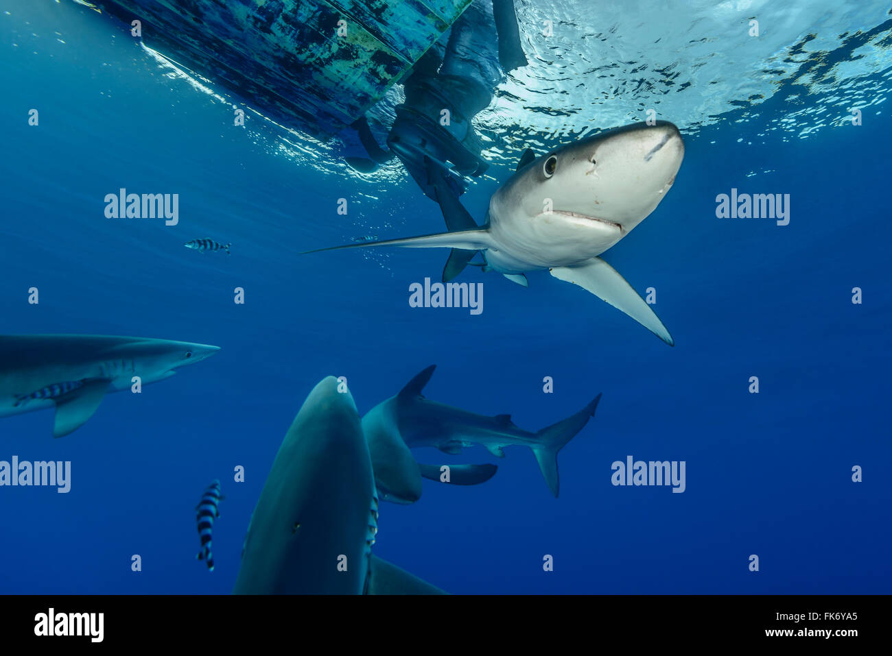 Blue Shark, Prionace glauca, Azores, Portugal, Atlantic Ocean Stock Photo