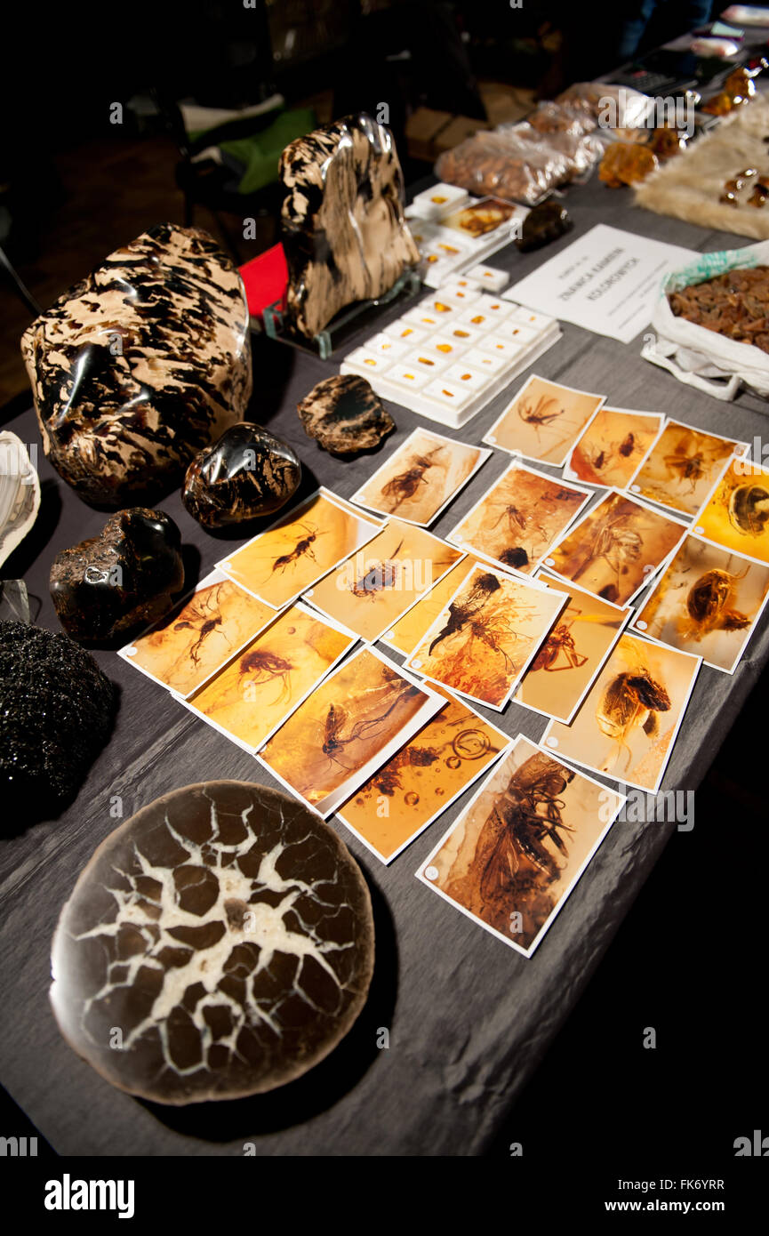 Pictures of insects trapped in amber lying on table at Warsaw Mineral Expo 2016, 5th March, VI edition event in the Palace PKiN Stock Photo