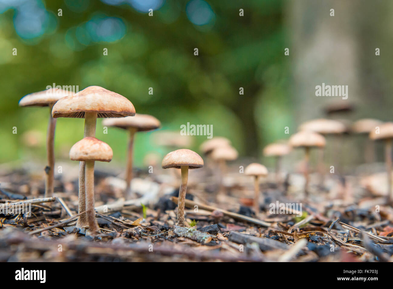 Mushrooms with blur background and foreground in a park Stock Photo