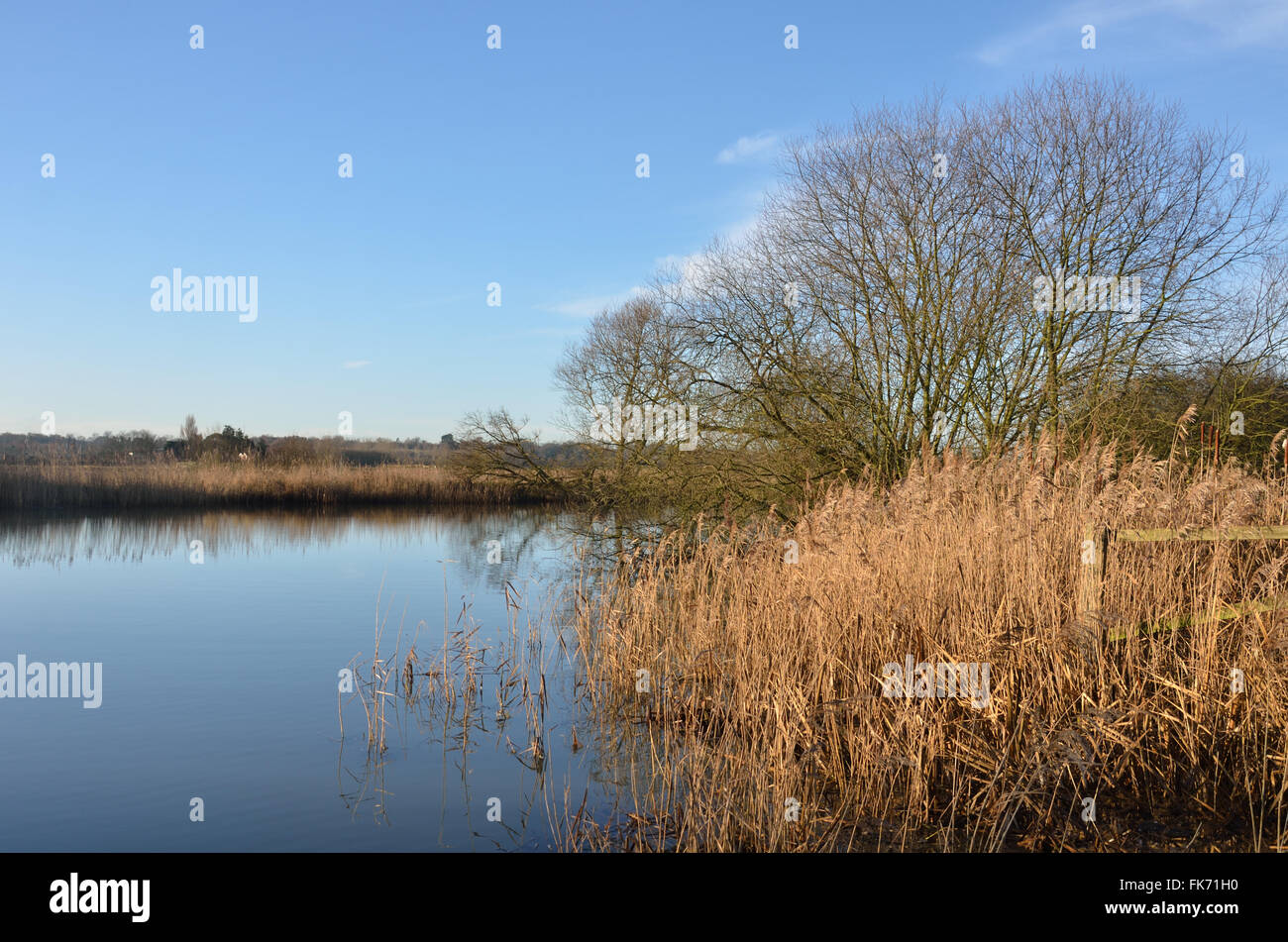 Marsh reed suffolk hi-res stock photography and images - Alamy