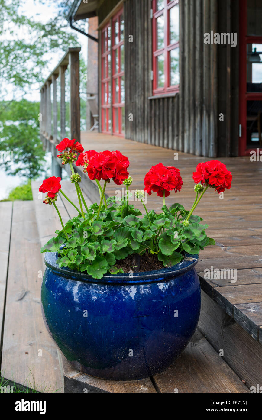 Garden pot with Geranium, Sweden Stock Photo