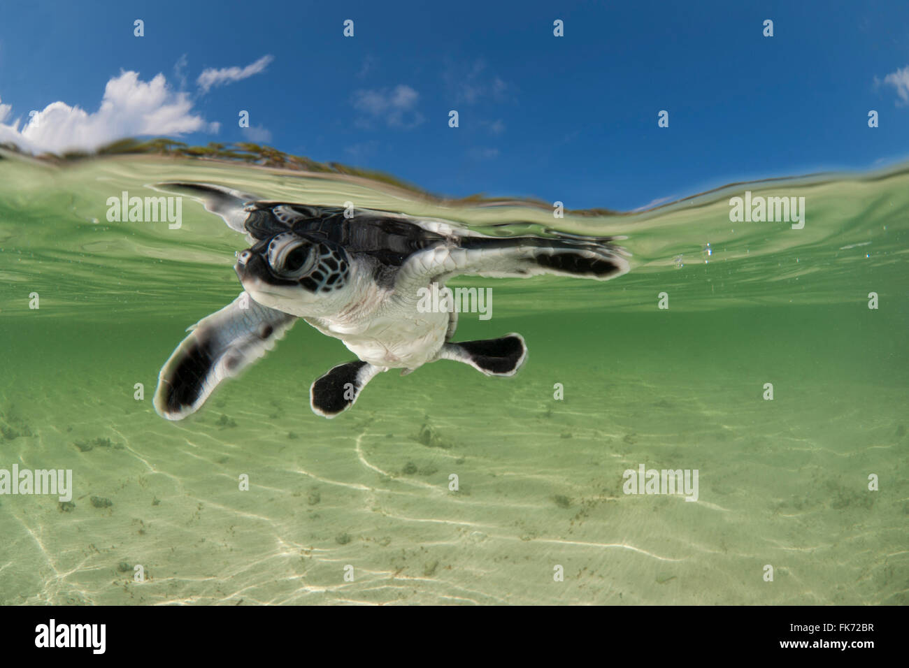 Baby green turtle (Chelonia mydas) hatchling swimming to the sea still in the shallows of the beach. Stock Photo