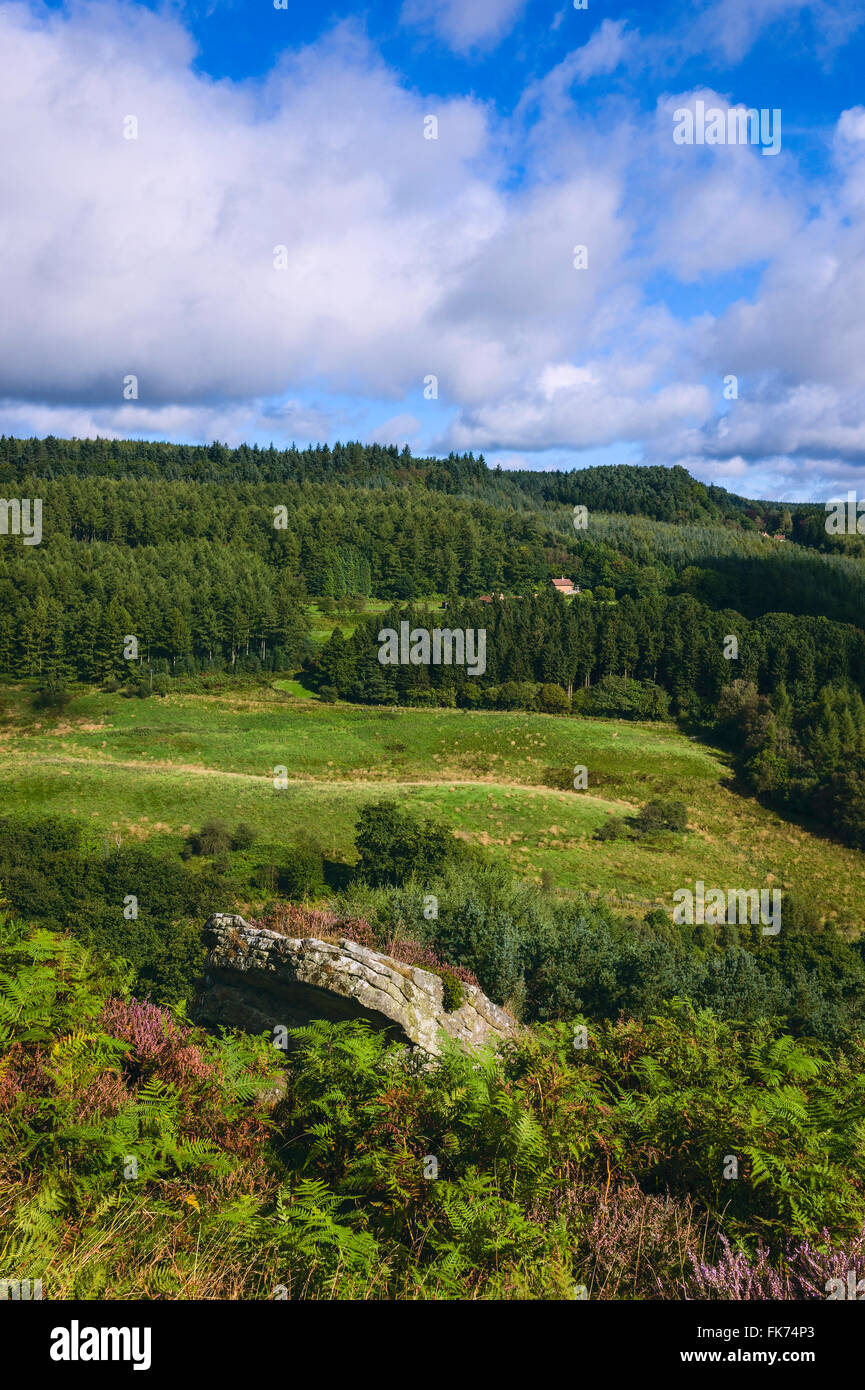 Heather in bloom during autumn showing the North York Moors, pine woodland, ferns and the undulating landscape, Yorkshire, UK. Stock Photo