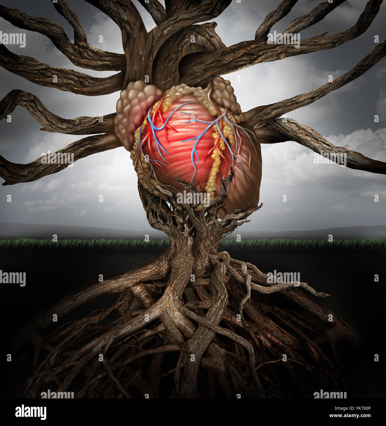 Human heart health concept as a symbol for growing a body organ and the veins and arteries of the circulatory system as a body part shaped as tree roots and branches connected together as a medical metaphor for living life. Stock Photo