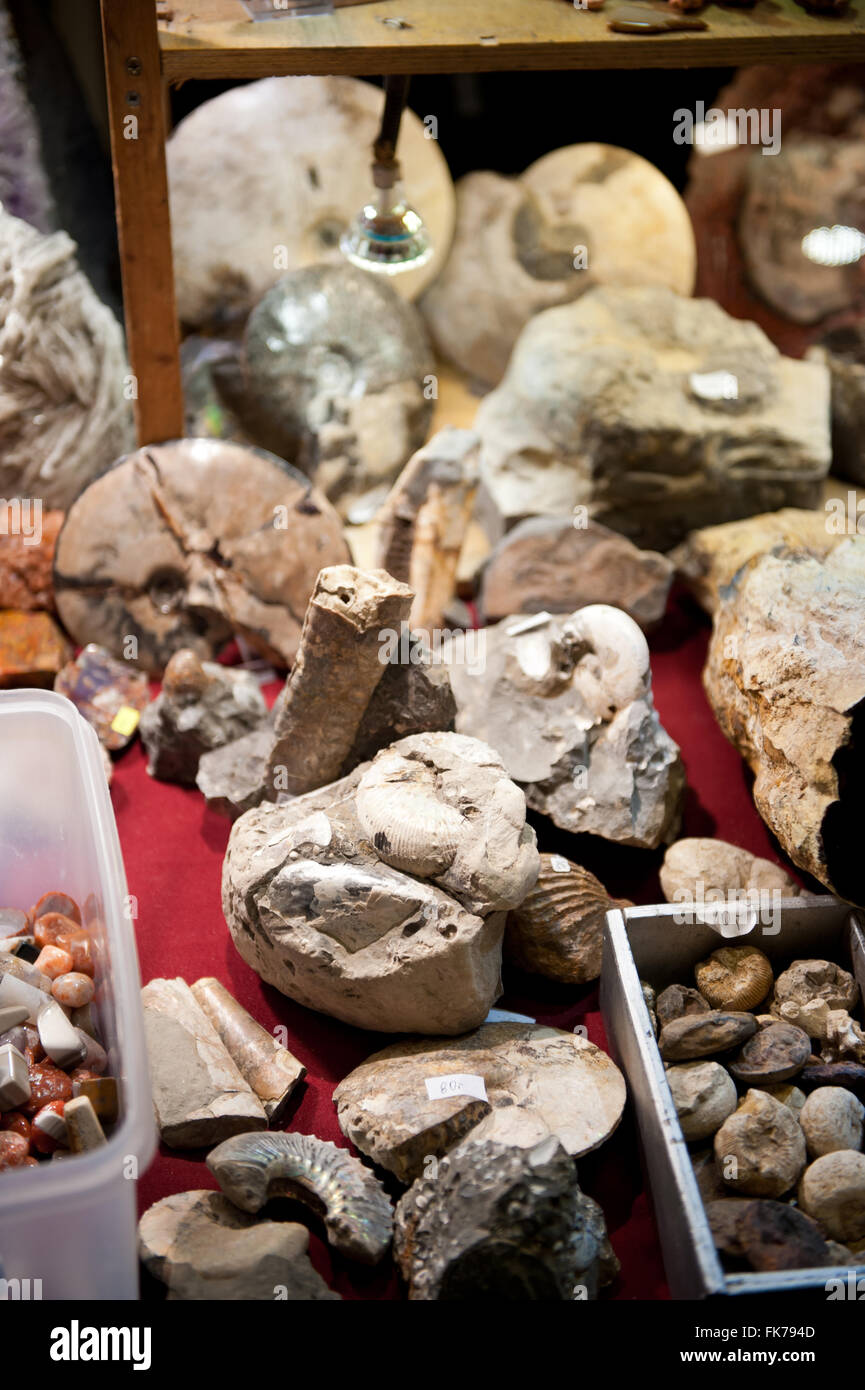 Animals fossils archaeological pieces assortment at Warsaw Mineral Expo 2016, 5th March, VI edition event in the Palace PKiN Stock Photo