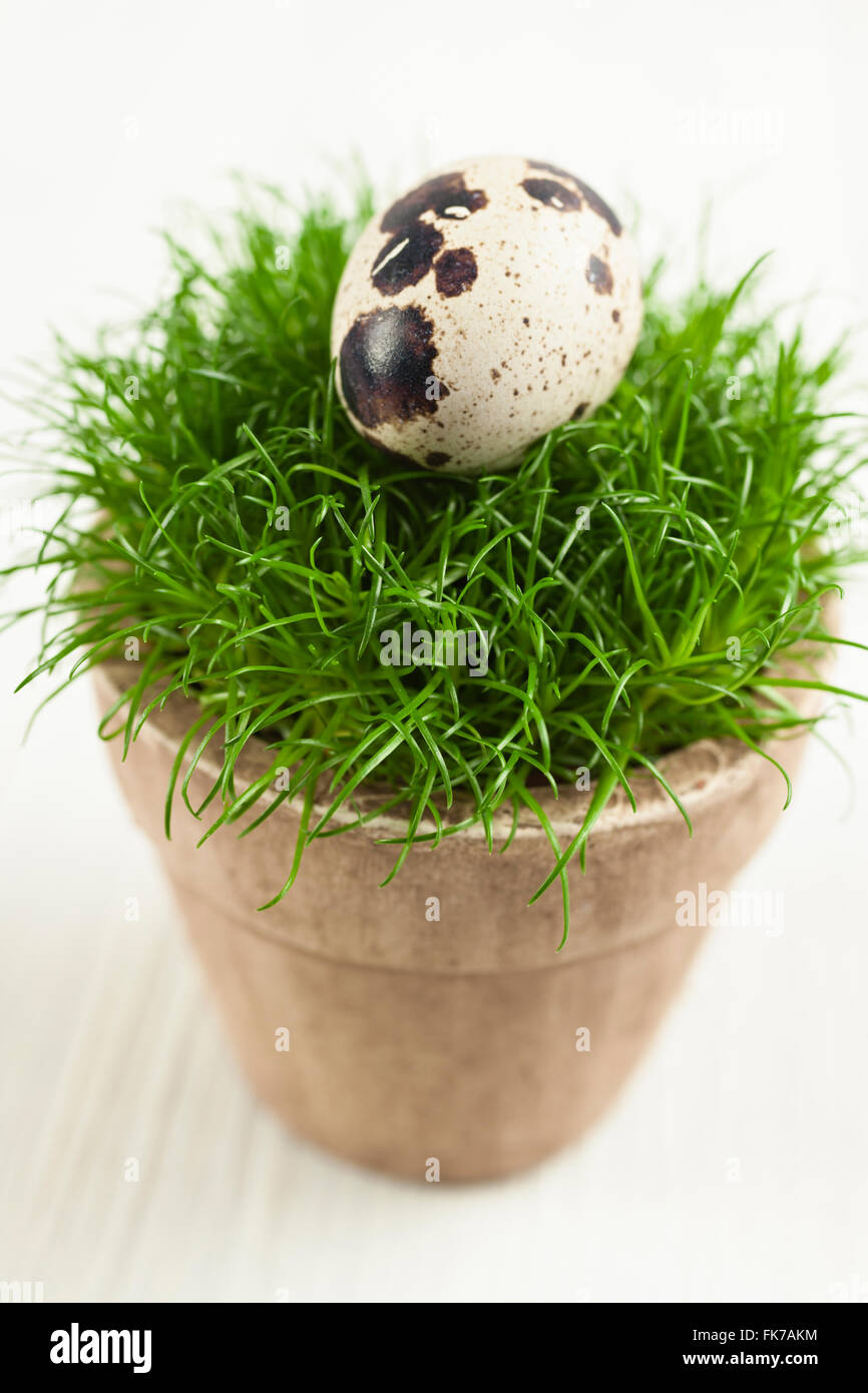 Quails egg on grass Stock Photo