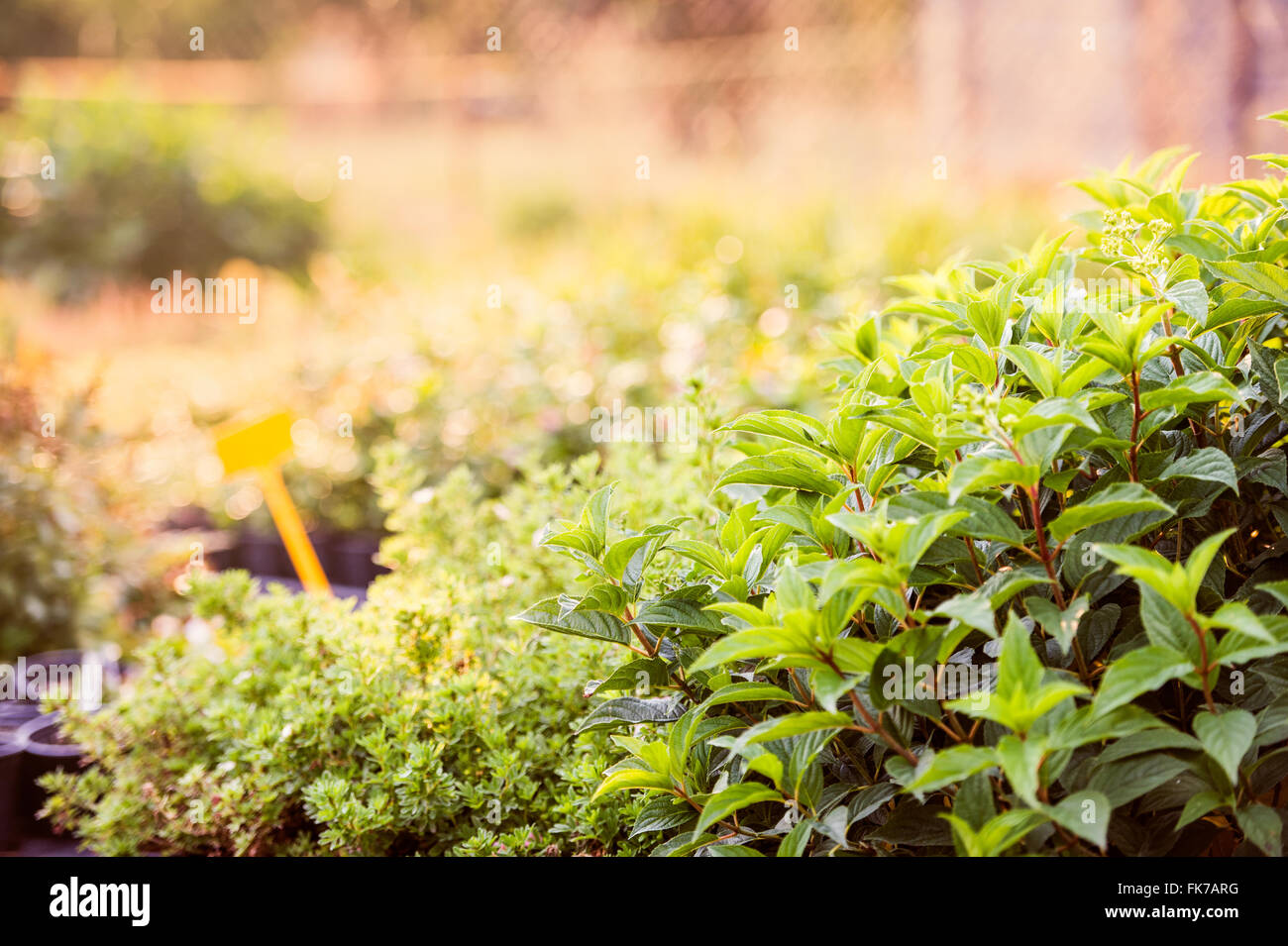 Green leaves of mint plant growing in the garden Stock Photo Alamy