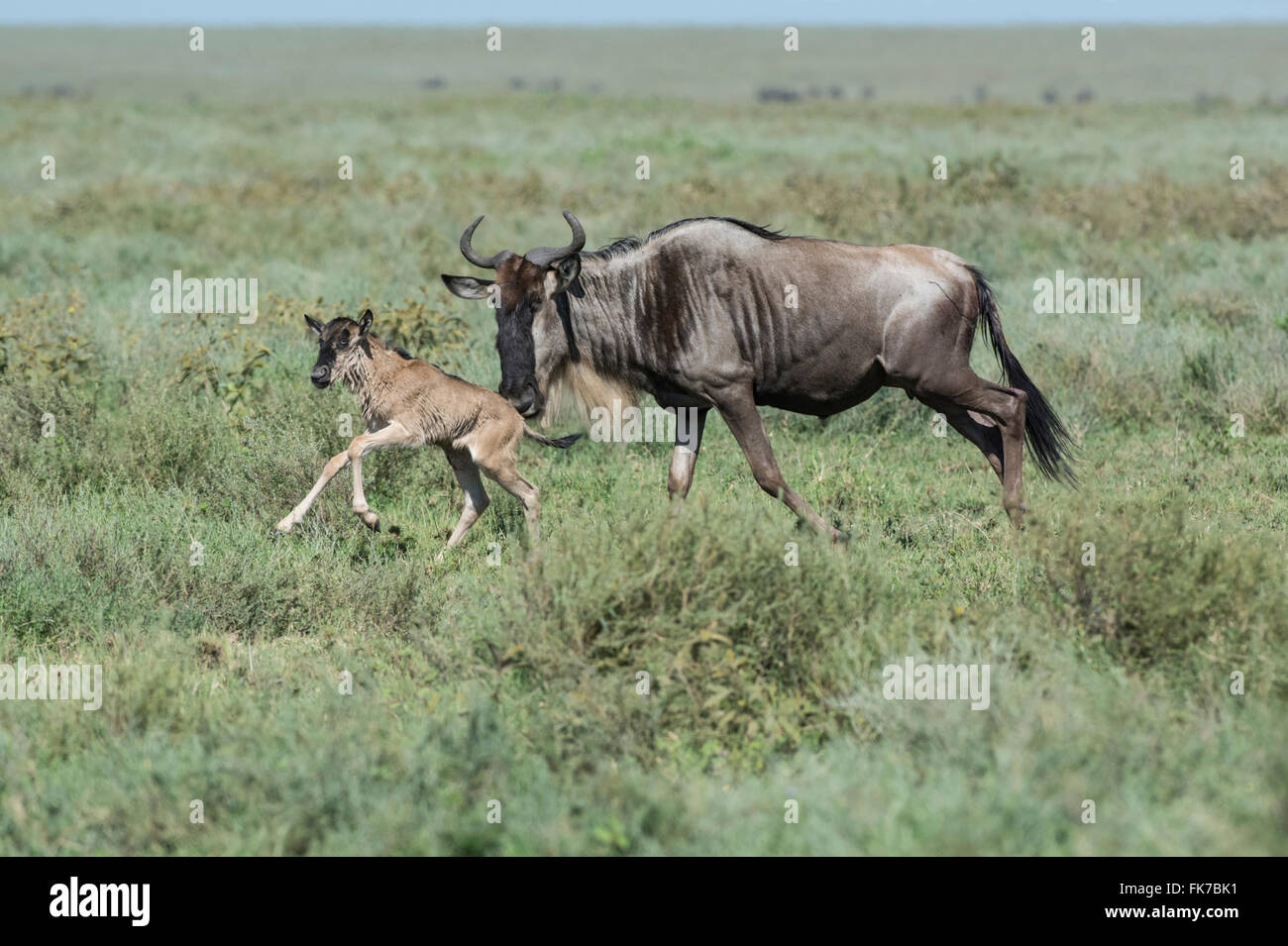 Brindled gnu or common wildebeest (Connochaetes taurinus). Mother and calf shortly after birth Stock Photo