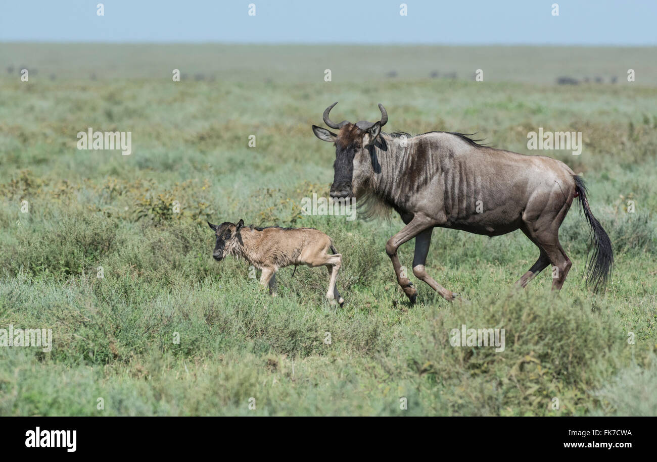 Brindled gnu or common wildebeest (Connochaetes taurinus). Mother and calf shortly after birth Stock Photo