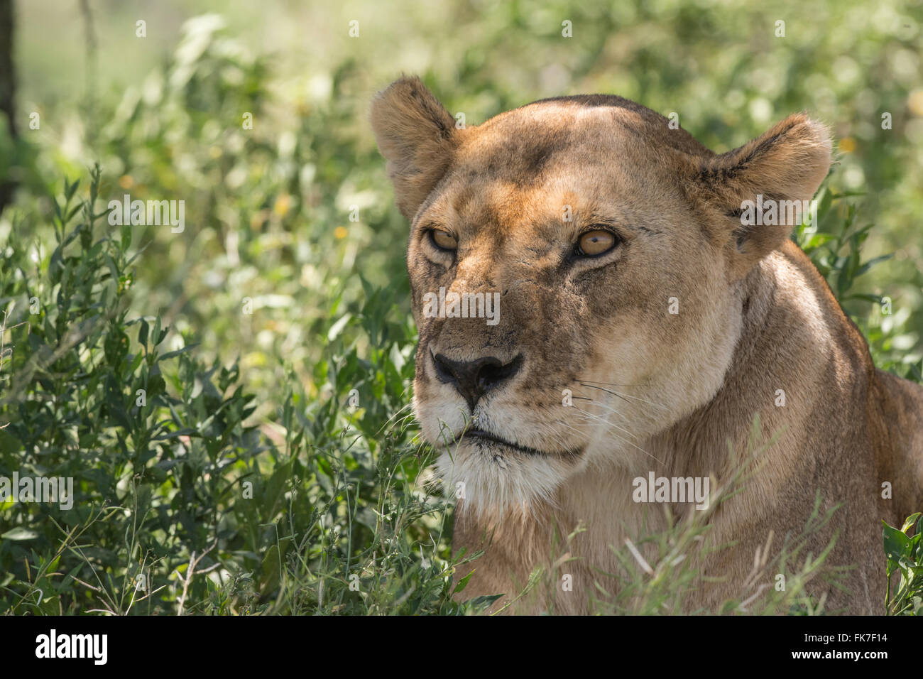 Lion (Panthera leo). Head of adult female. Stock Photo