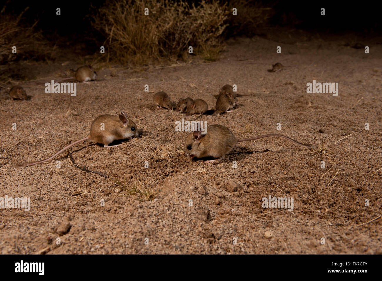 Mice plague - the desert mice in Halligan Bay Lake Eyre. The Desert Mouse (Pseudomys desertor) is a species of rodent in the fam Stock Photo