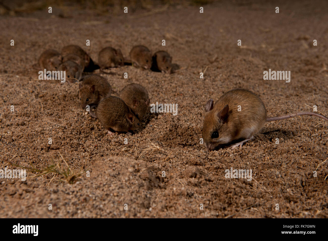 Mice plague - the desert mice in Halligan Bay Lake Eyre. The Desert Mouse (Pseudomys desertor) is a species of rodent in the fam Stock Photo