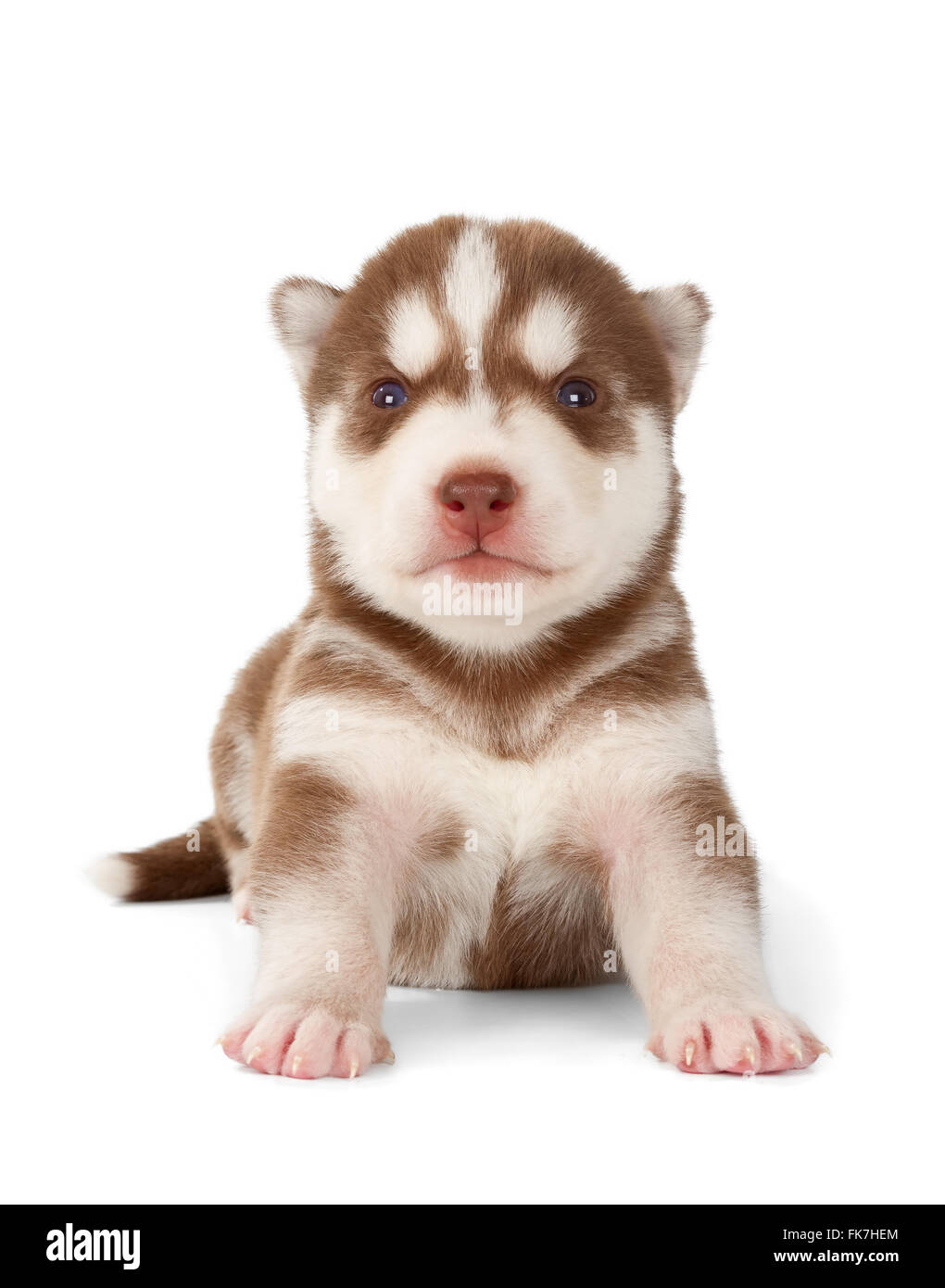 Newborn Husky Puppy High Resolution Stock Photography and Images - Alamy