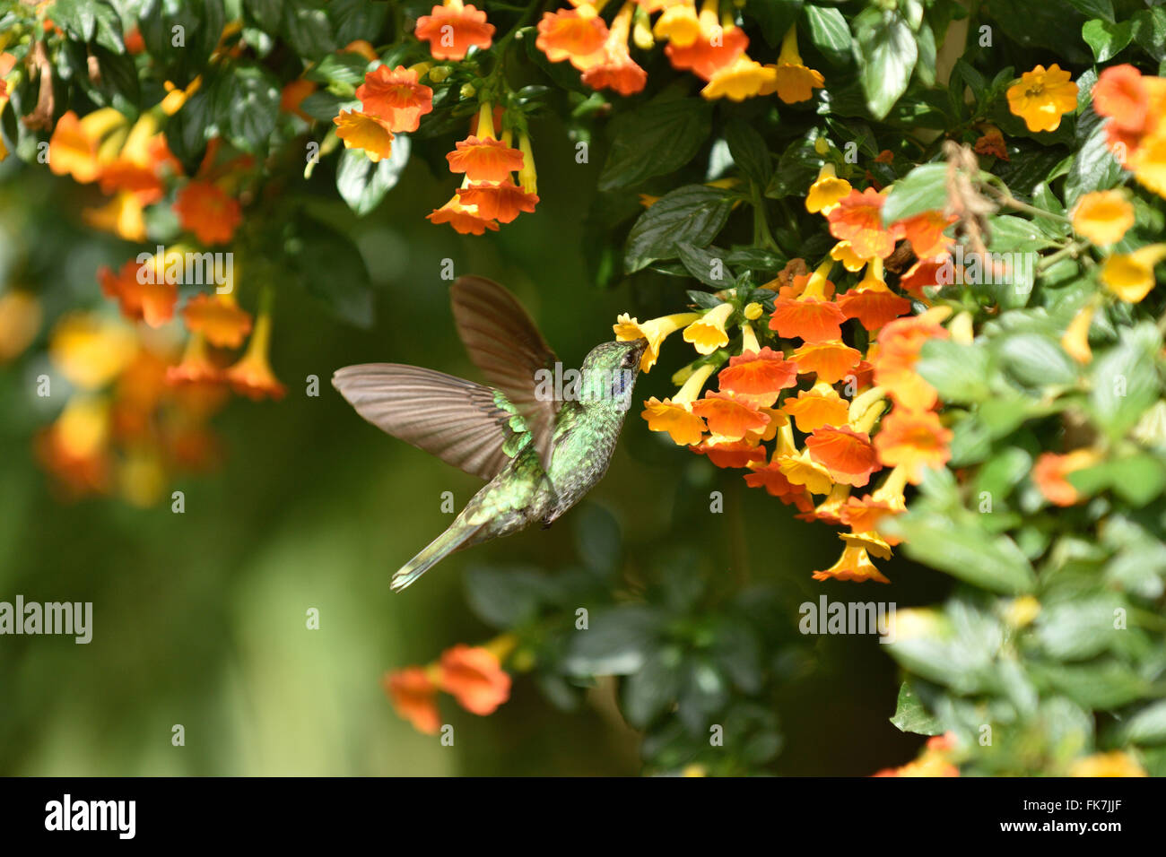 A Green Violetear hummingbird feeding from a flower. Stock Photo