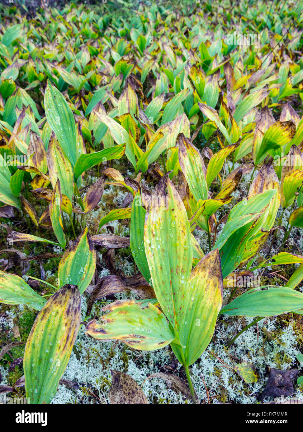 Ute valley hi res stock photography and images Alamy Ute valley hi res stock photography and images Alamy