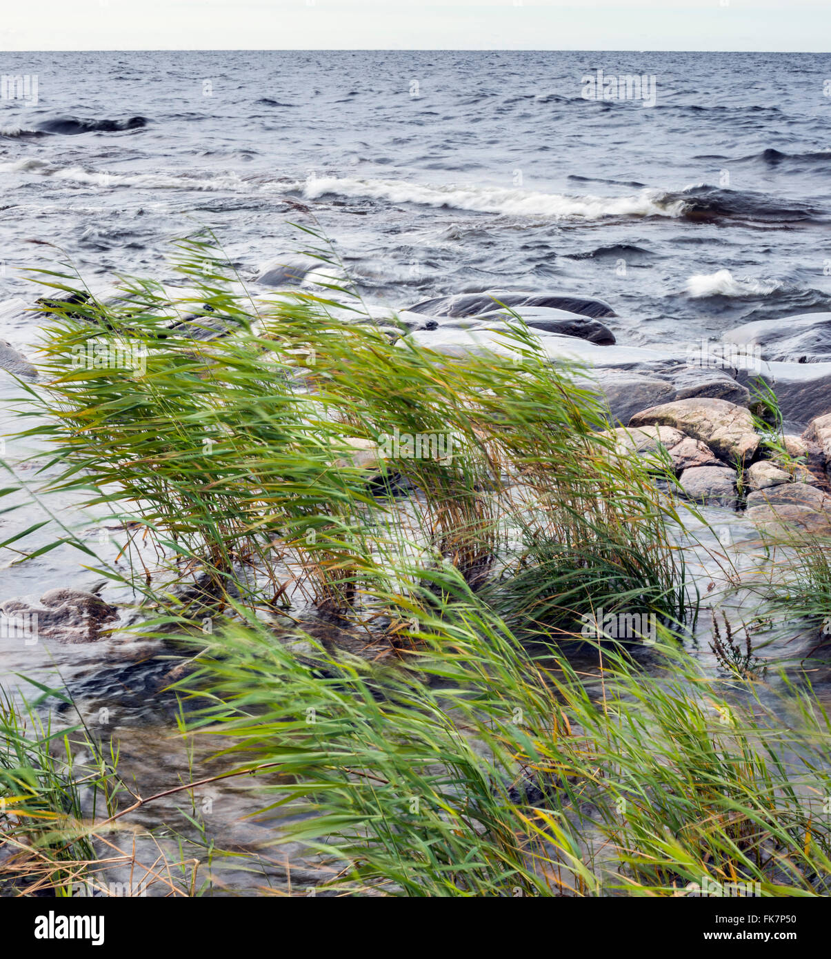 Wind moving the reed at lake Vanern, Sweden Stock Photo - Alamy