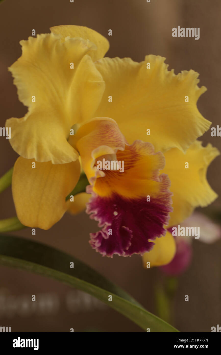 Cattleya orchid flower blooms in summer in Hawaii in a botanical garden Stock Photo