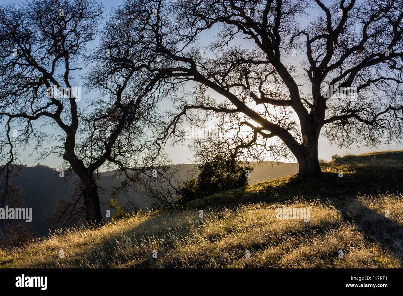 Trees on a hillside in Northern California Stock Photo