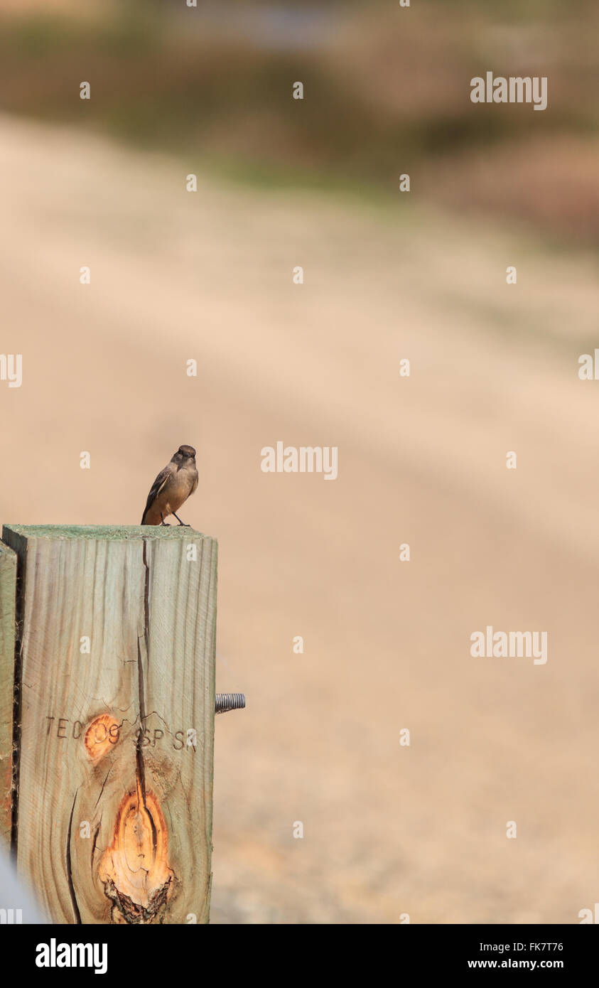 Grey Tree swallow bird, Tachycineta bicolor, sits on a post at the San Joaquin wildlife sanctuary, Southern California, United Stock Photo