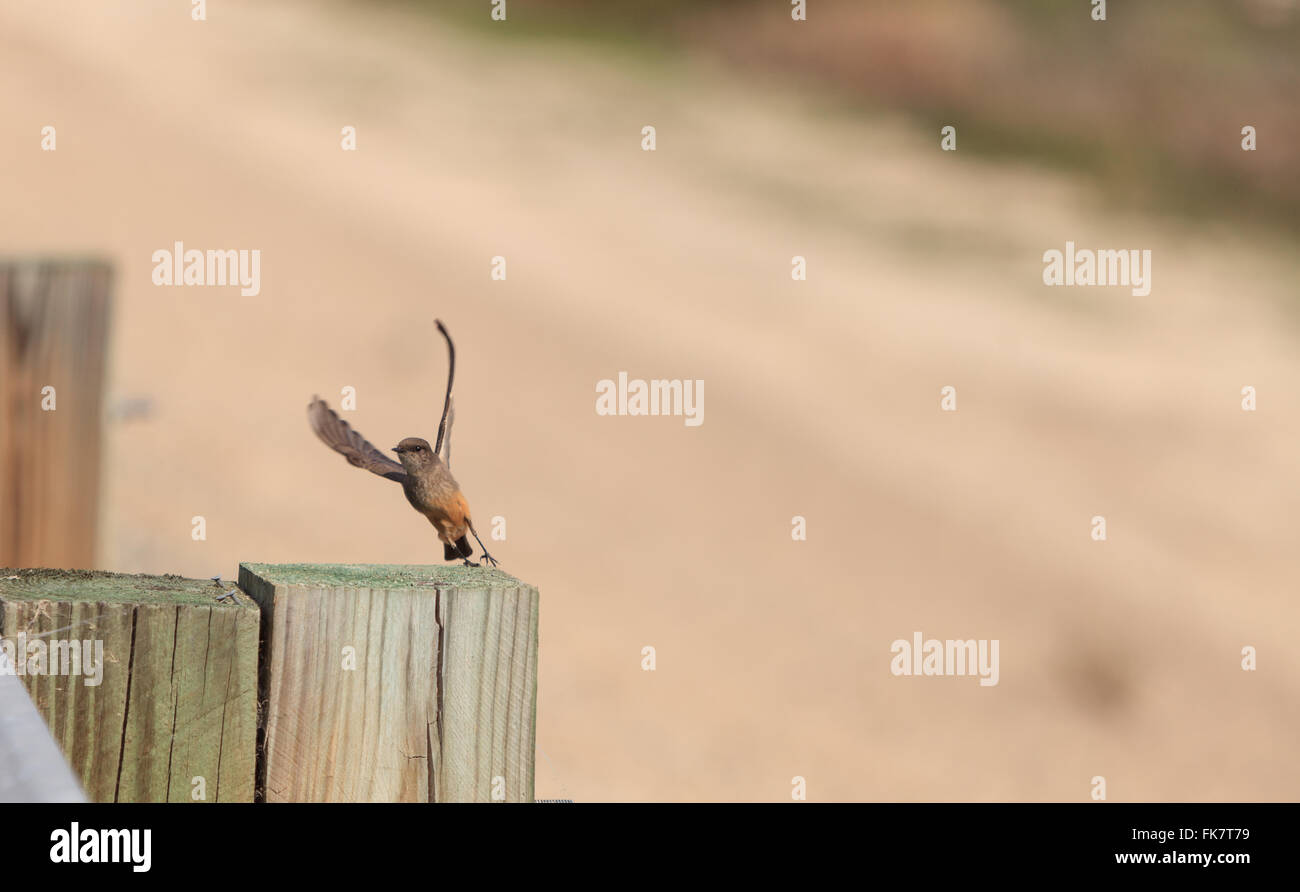 Grey Tree swallow bird, Tachycineta bicolor, sits on a post at the San Joaquin wildlife sanctuary, Southern California, United Stock Photo