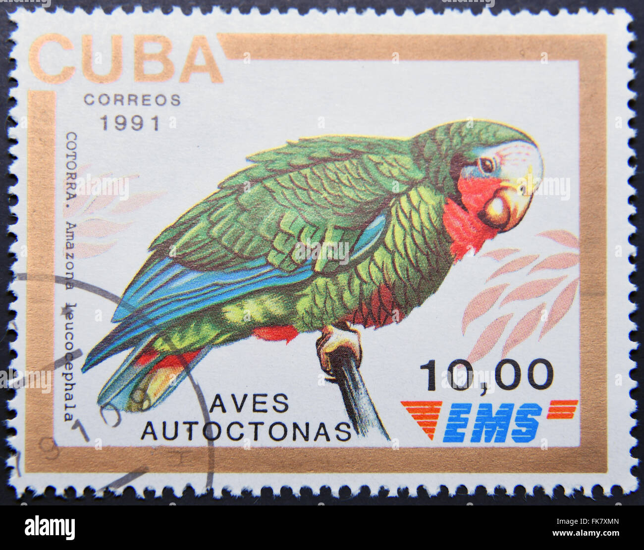 CUBA - CIRCA 1991: A stamp printed in Cuba dedicated to native birds, shows parrot (Amazona leucocephala), circa 1991 Stock Photo