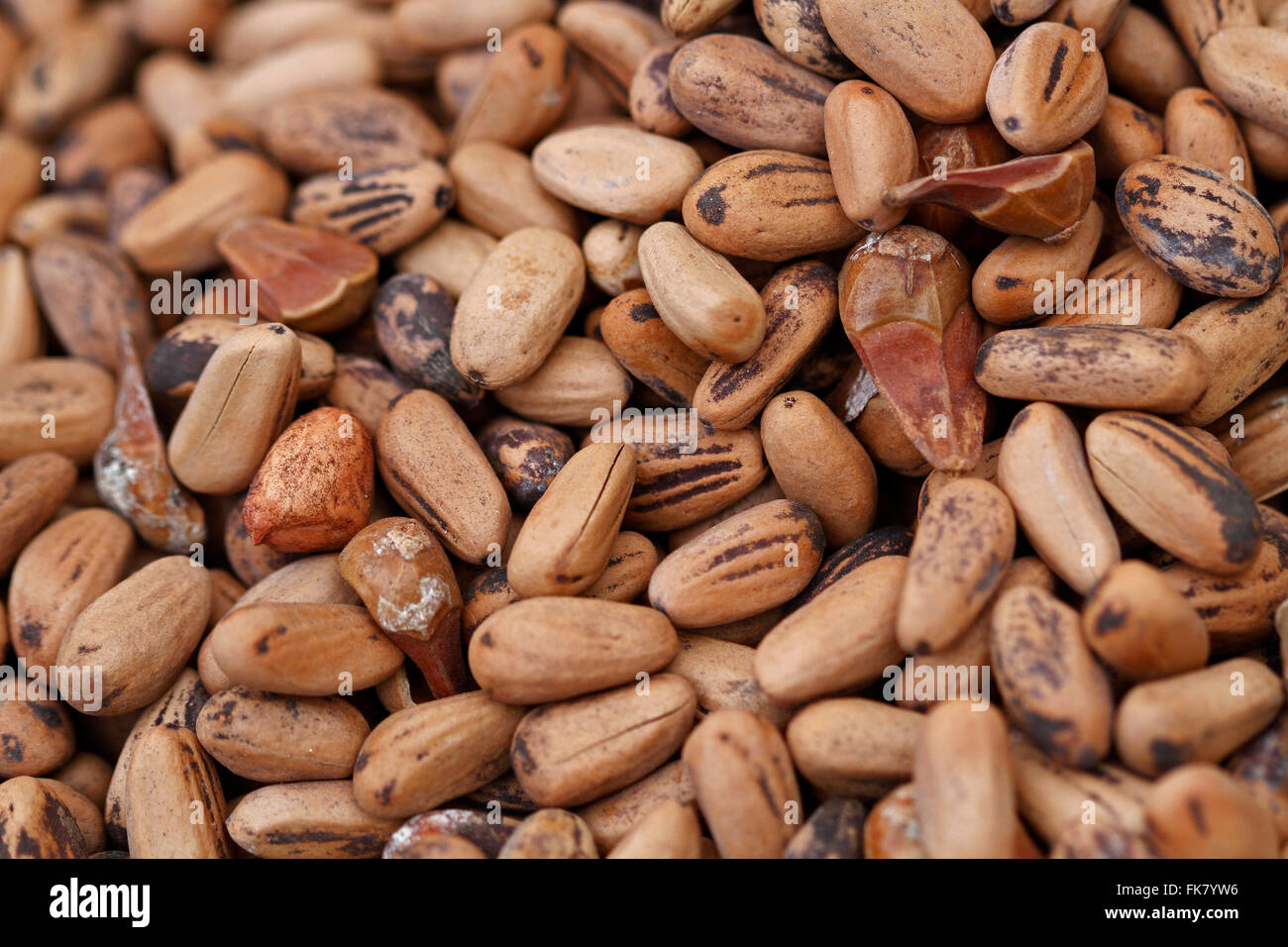 Pine nuts are the edible seeds of pines (family Pinaceae, genus Pinus). Stock Photo