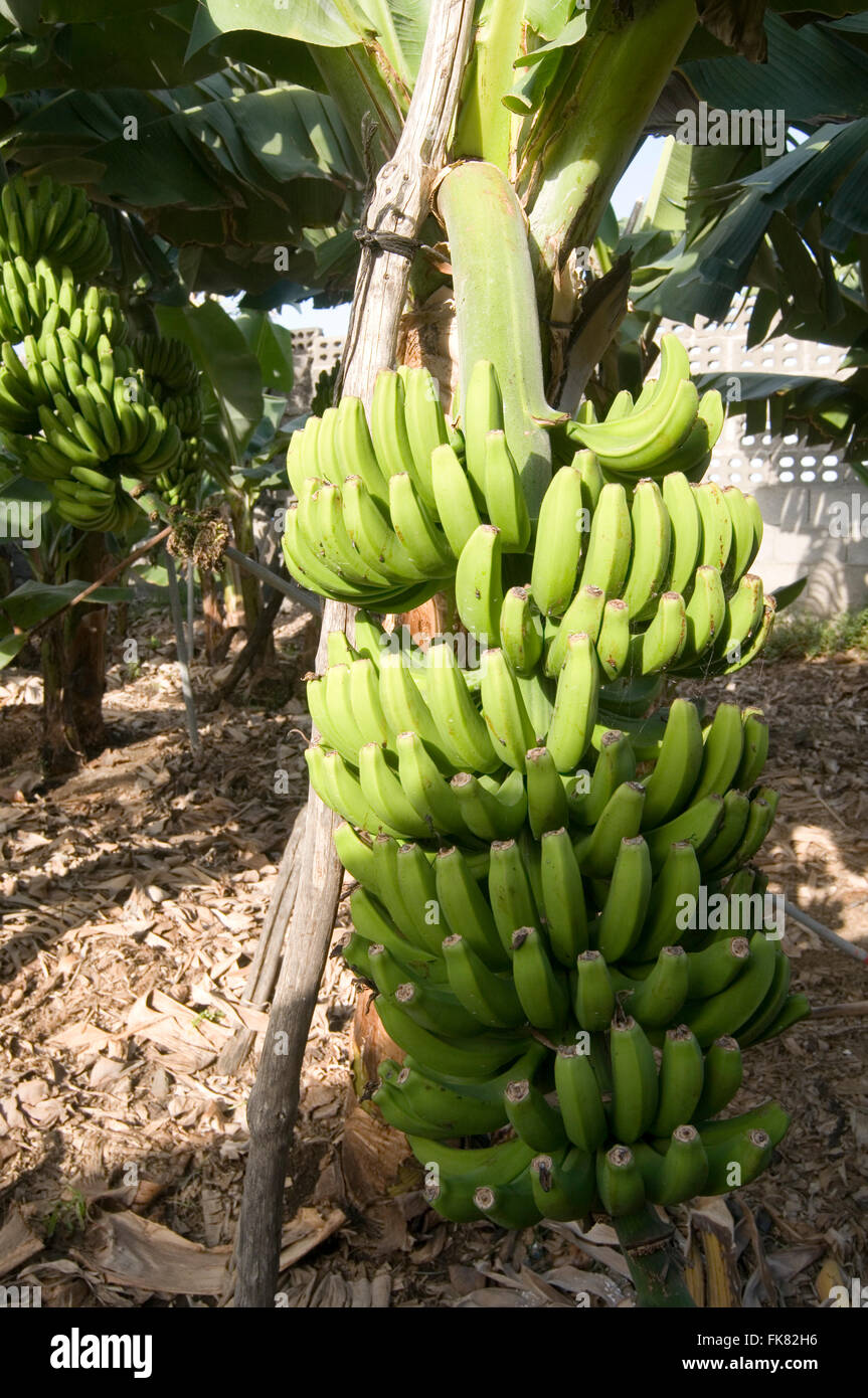 hands of bananas growing on tree plant plants banana banana palm palms fronds frond plant plants placation plantations Stock Photo