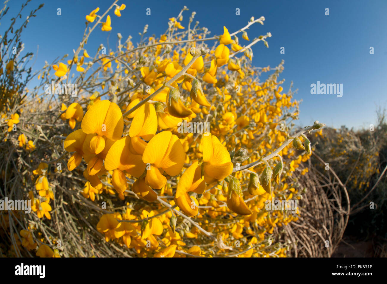 Australian desert wildflowers - Loose-flowered rattlepod (Crotalaria eremaea) Stock Photo