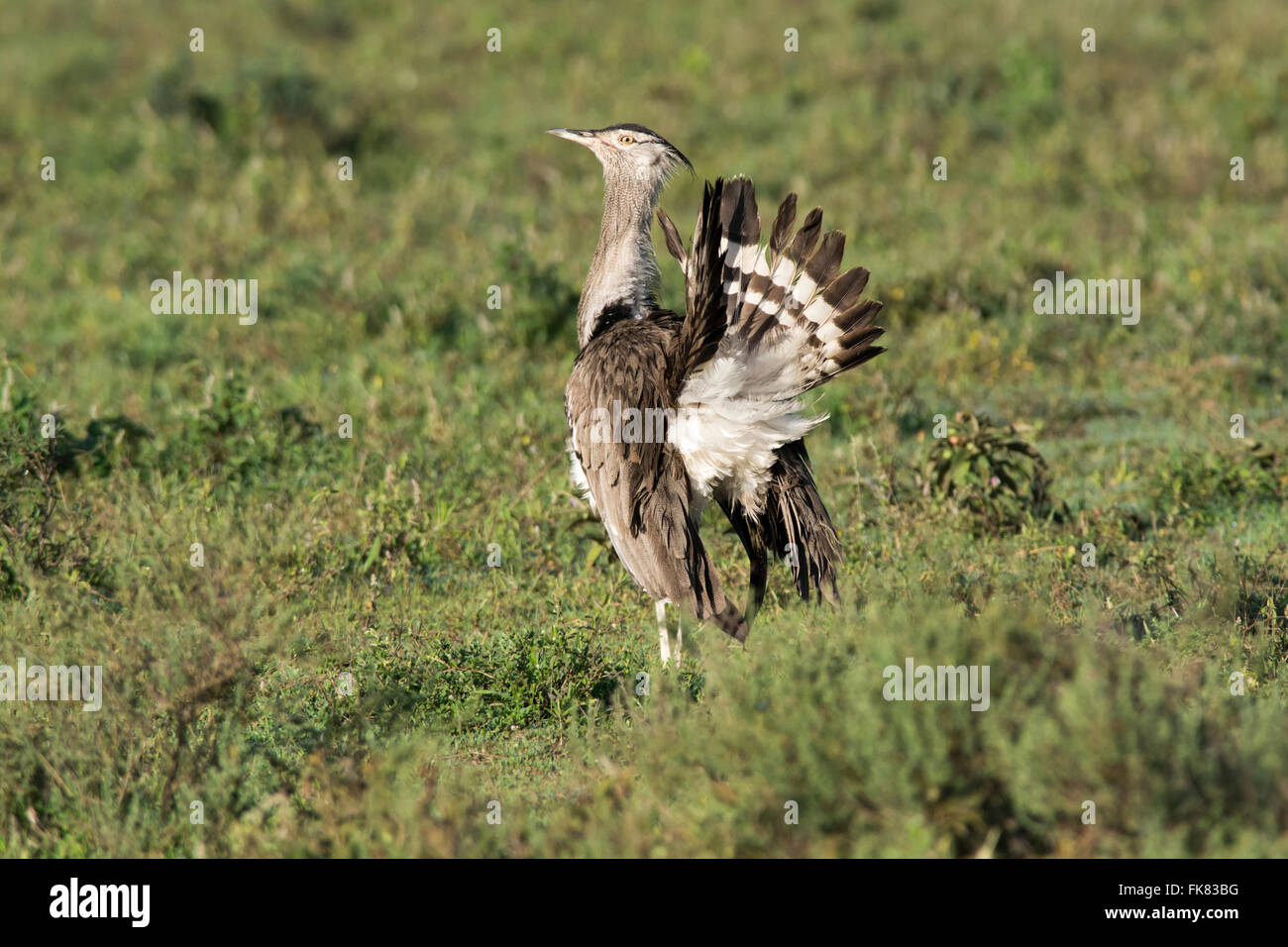 Kori bustard (Ardeotis kori), displaying male. Stock Photo