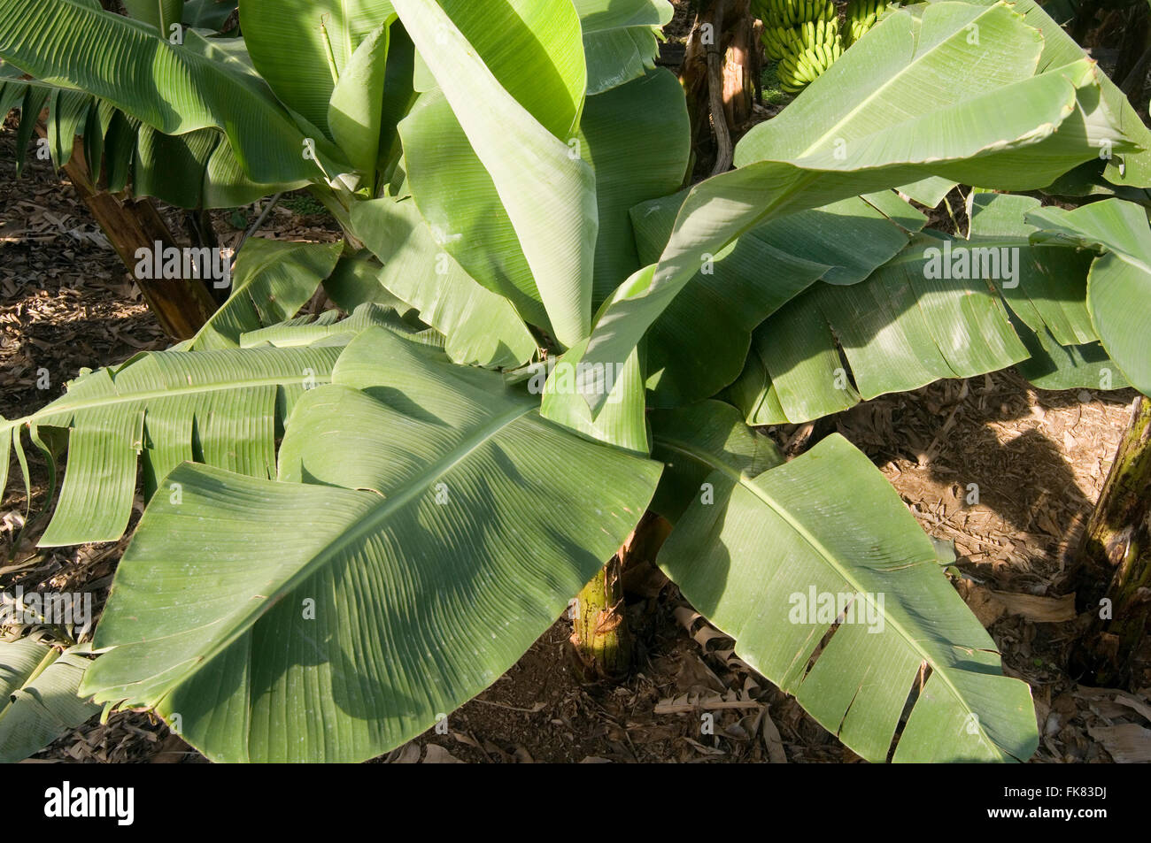 banana leaf leaves tree trees palm palms fronds frond plant plants placation plantations Stock Photo