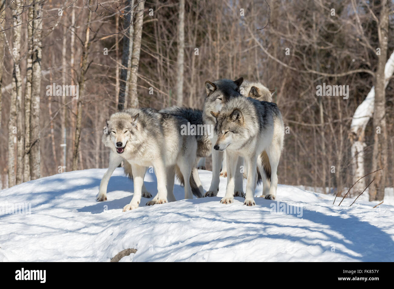 Timber wolf in a winter scene Stock Photo