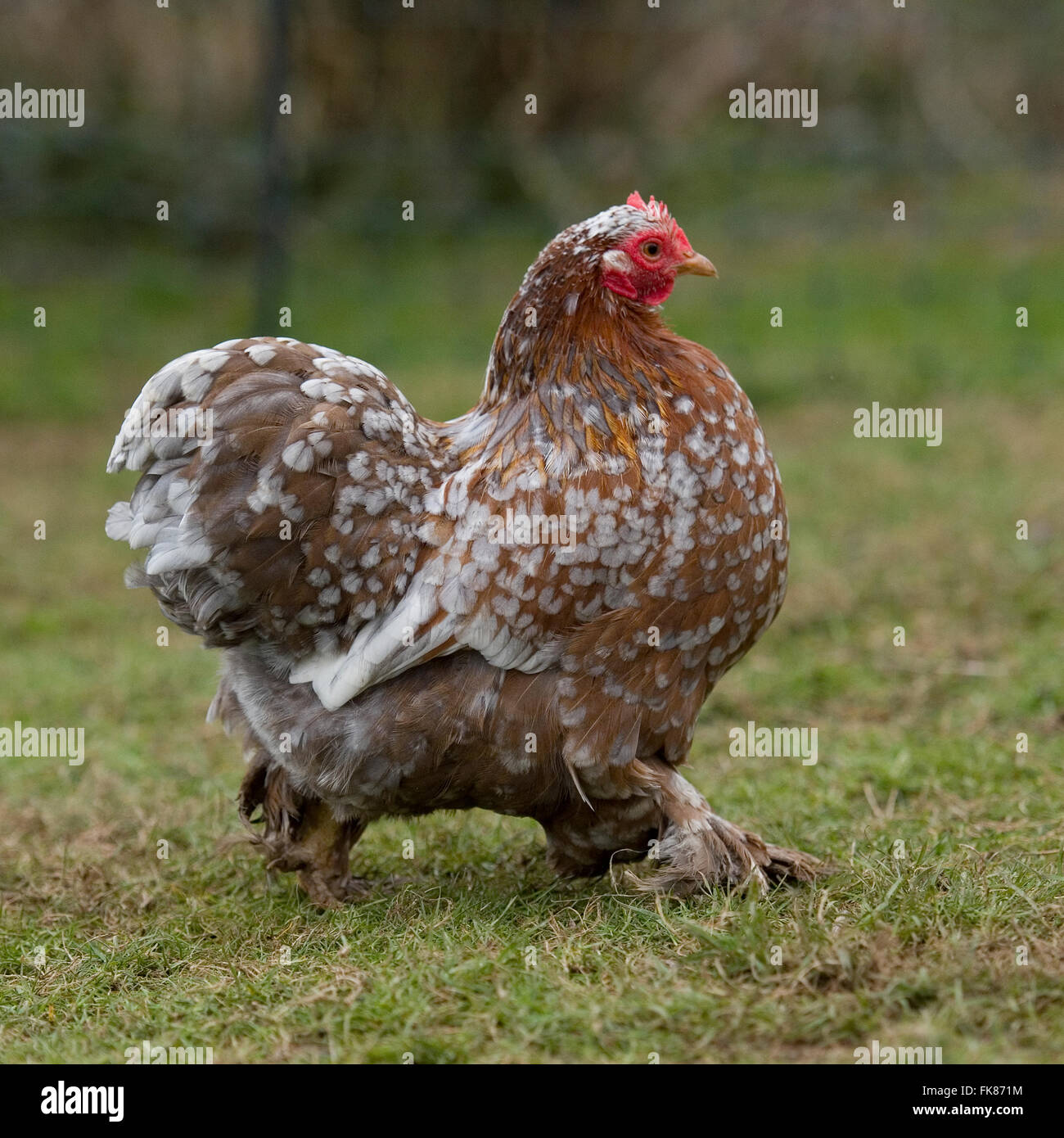 spangled pekin chicken Stock Photo