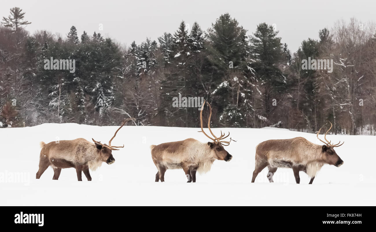 3 Caribou in a winter setting Stock Photo