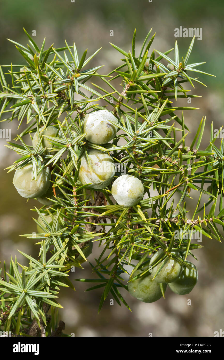 Common juniper (Juniperus communis), Costa Verde, Sardinia, Italy Stock Photo