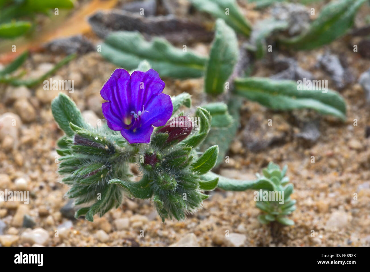 Echium Sabulicola (Echium Sabulicola), Costa Verde, Sardinia, Italy Stock Photo