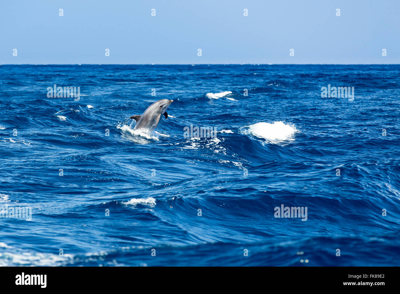 Bottlenose dolphin (Tursiops truncatus) jumping out of the water at Los Gigantes, Atlantic, Tenerife, Canary Islands, Spain Stock Photo