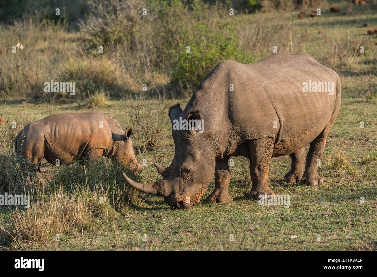 Grazing White Rhinoceroses (Ceratotherium simum), Soutpansberg, South Africa Stock Photo