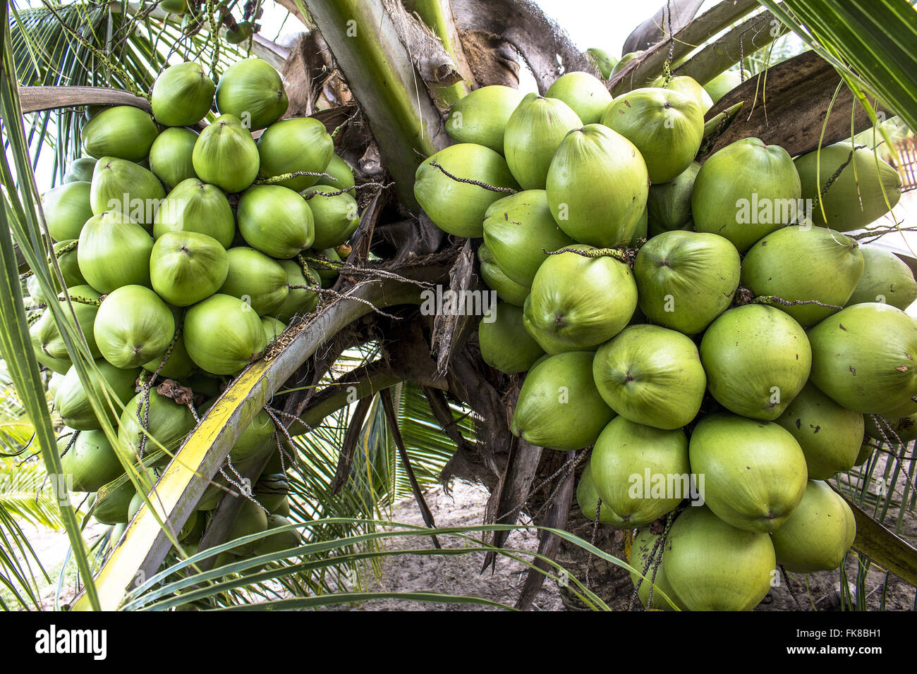 Plantação de coco-anão Stock Photo - Alamy