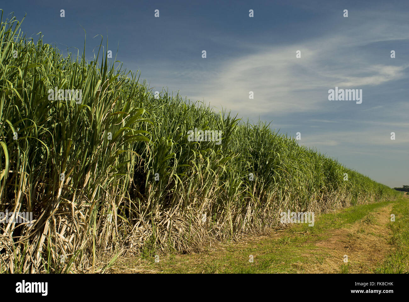 Canebrake hires stock photography and images Alamy