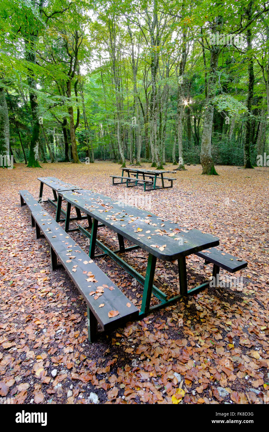 Forest clearing with deserted leaf covered picnic tables. Stock Photo