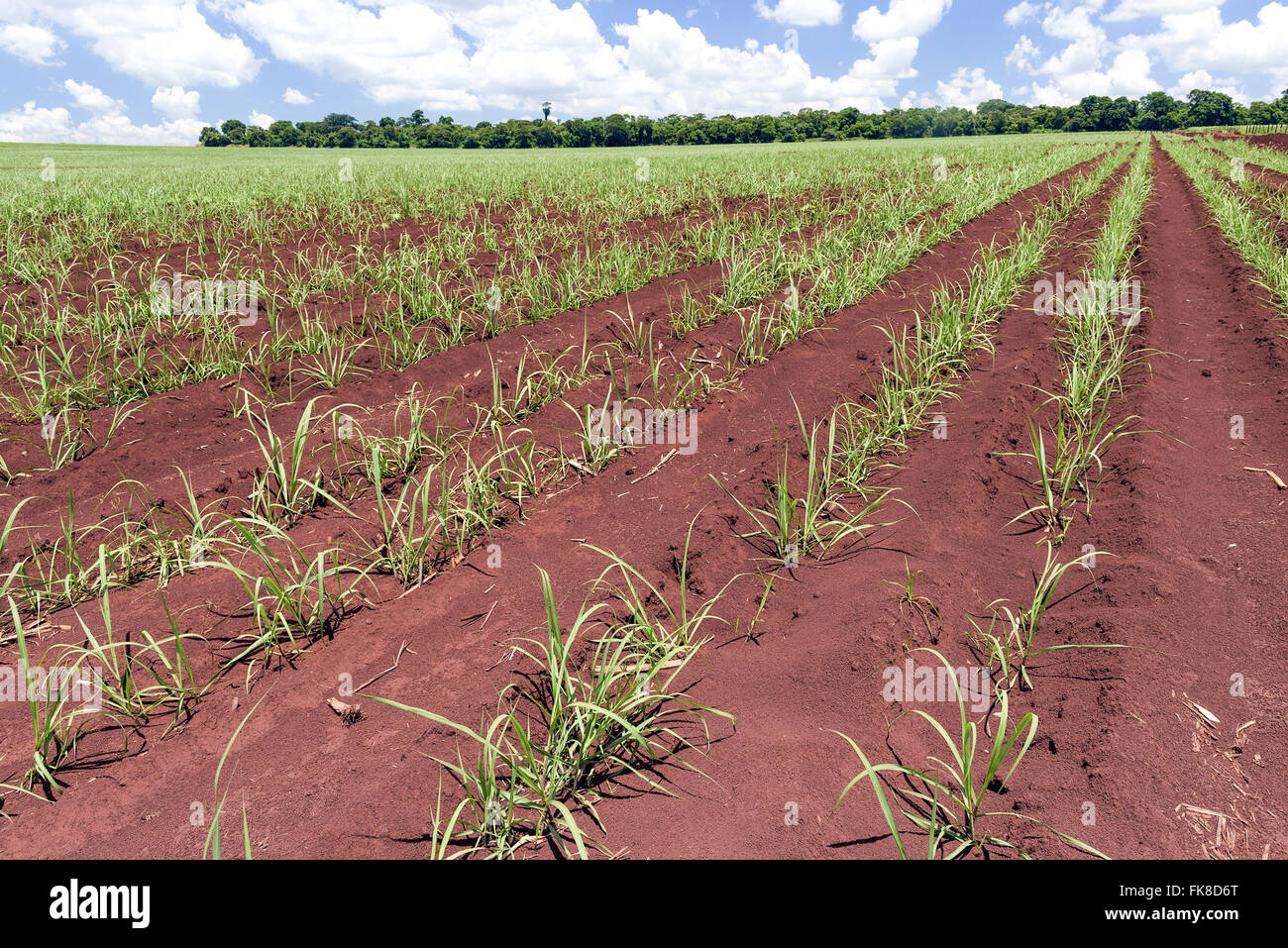 Seedlings of sugarcane and the legal reserve fund in the countryside Stock Photo