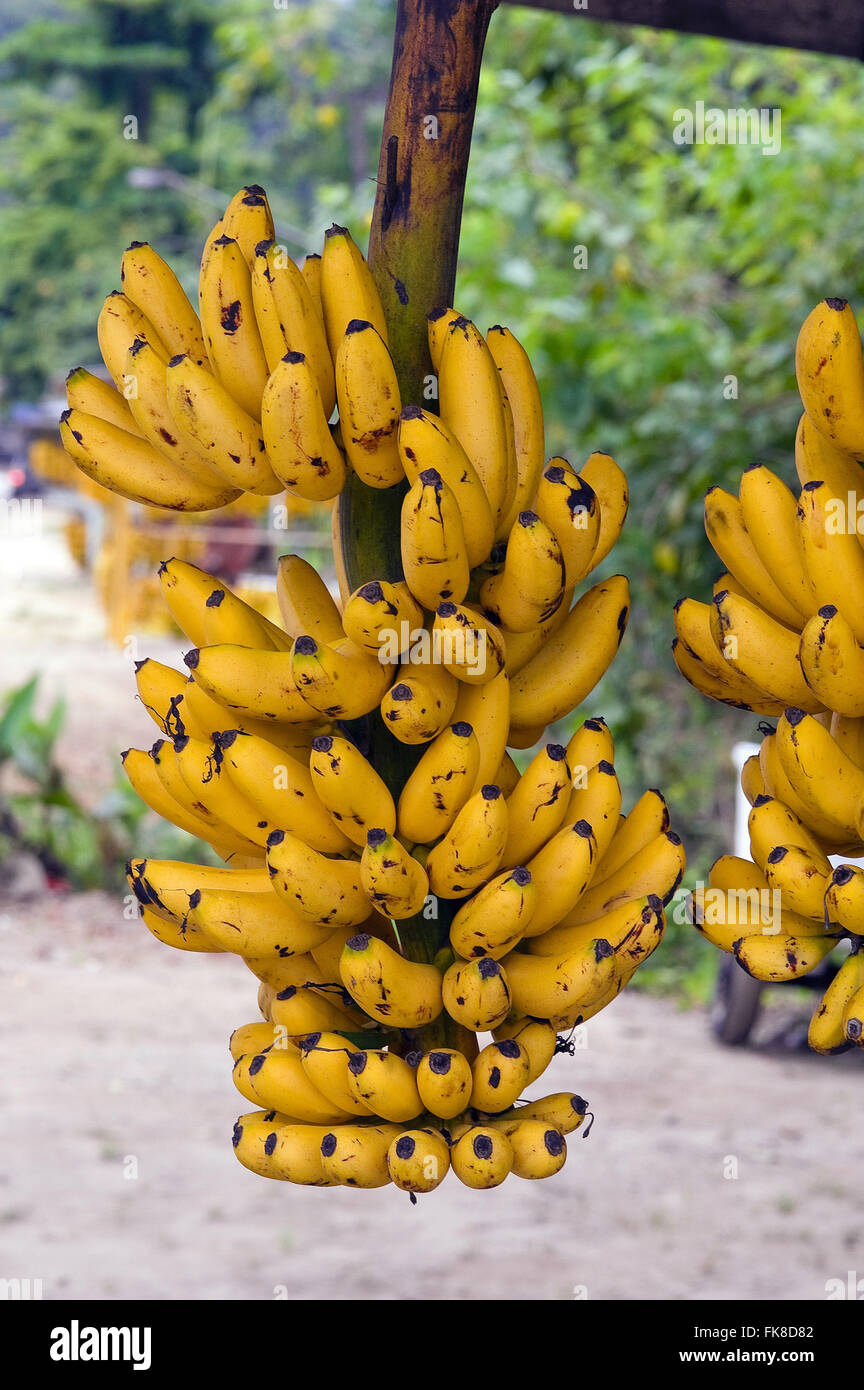 Bunches of plantain Stock Photo