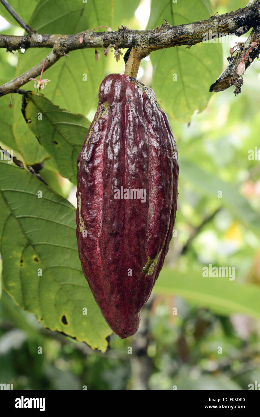 Cocoa plantation south america hires stock photography and images Alamy