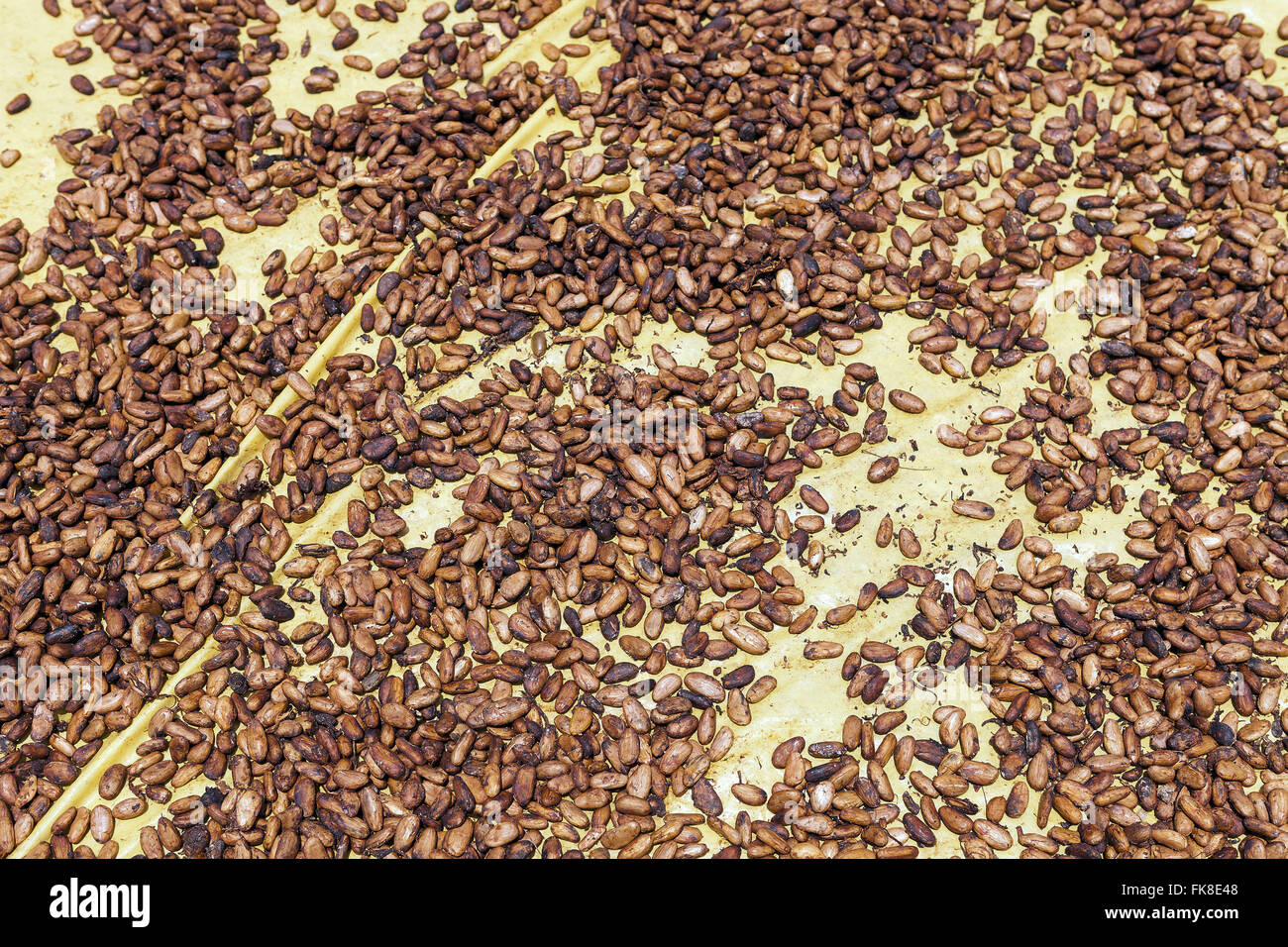 Cocoa Seeds Hi Res Stock Photography And Images Alamy Cocoa Seeds Hi Res Stock Photography And Images Alamy